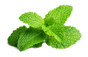 Daun Mint